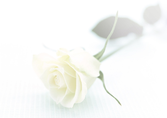 Carte remerciement décès fleur rose blanche croix catholique